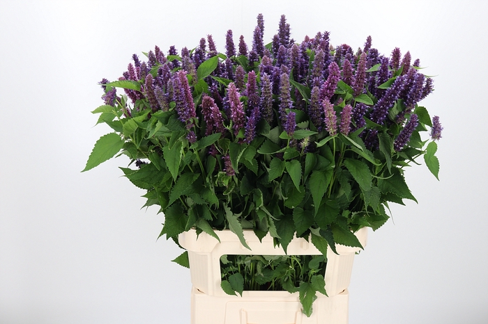 <h4>Agastache</h4>