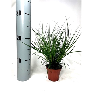 Carex brunnea (groen) p8