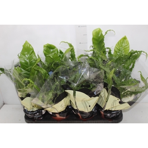 ASPLENIUM VARIADO P14