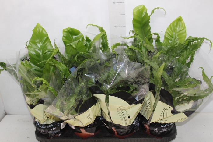 <h4>ASPLENIUM VARIADO P14</h4>