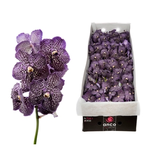 Vanda Jeff Leatham