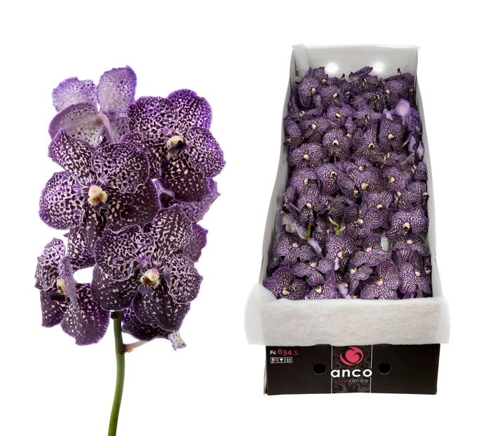 <h4>Vanda Jeff Leatham</h4>