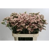Limonium sinuatum Lucia Apricot