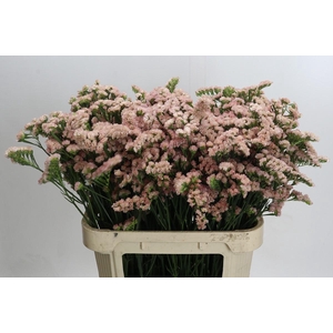 Limonium sinuatum Lucia Apricot+