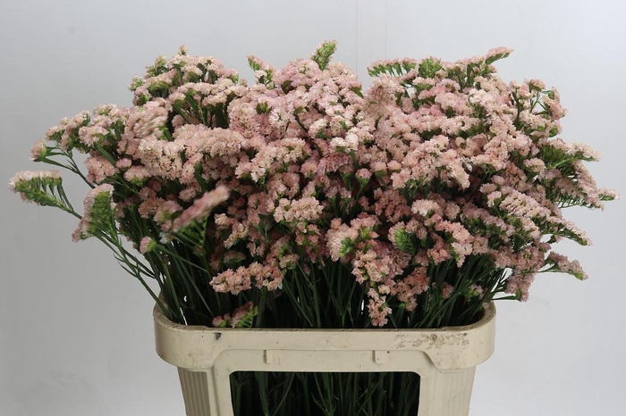 Limonium sinuatum Lucia Apricot