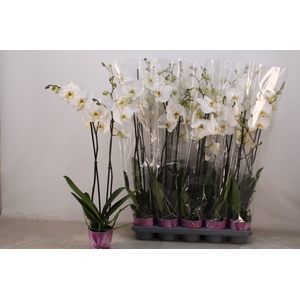 PHAL OV WIT