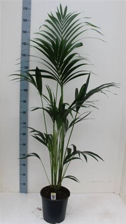 <h4>Howea Forsteriana</h4>