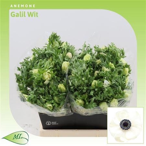 ANEMONE GALIL WIT