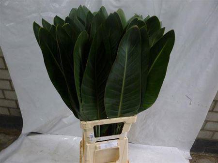 <h4>Strelitzia Blad</h4>