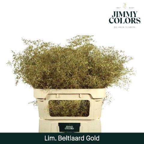 <h4>Lim Bel L90 Metallic gold</h4>