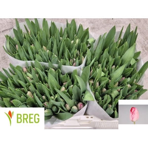 TU EN GANDERS RHAPSO