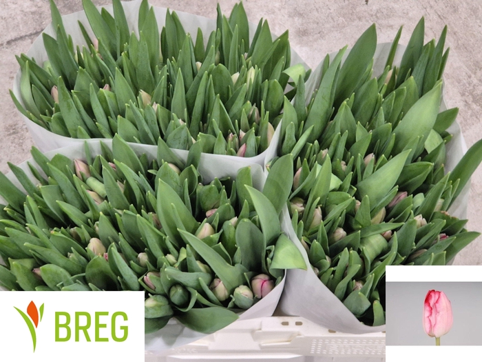 <h4>TU EN GANDERS RHAPSO</h4>