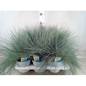 Festuca glauca 'Intens Blue'