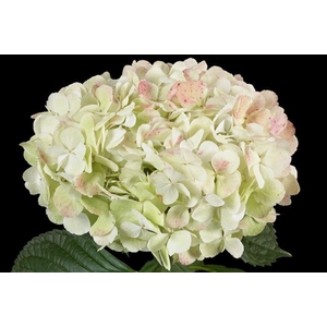 HYDR JUMBO GREEN ANTIQUE