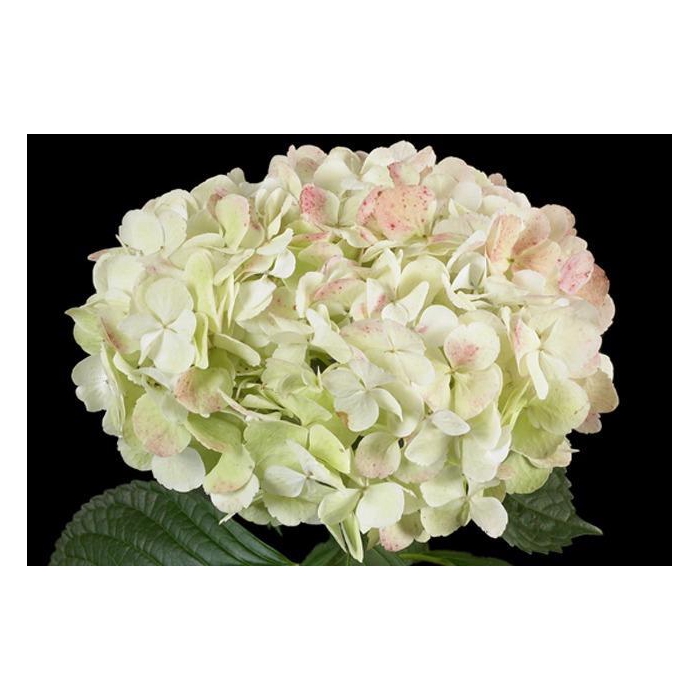 <h4>HYDR JUMBO GREEN ANTIQUE</h4>