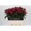 Paeonia Avis Varner