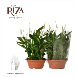 Spathiphyllum Bellini - 23 cm schaal
