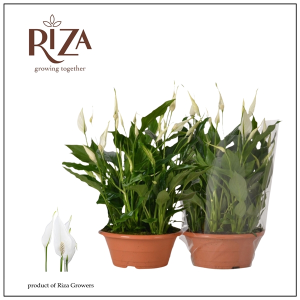 <h4>Spathiphyllum Bellini - 23 cm schaal</h4>