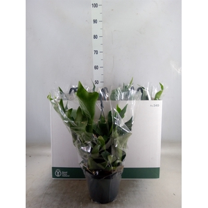 Platycerium bifurc. 'Netherlands'
