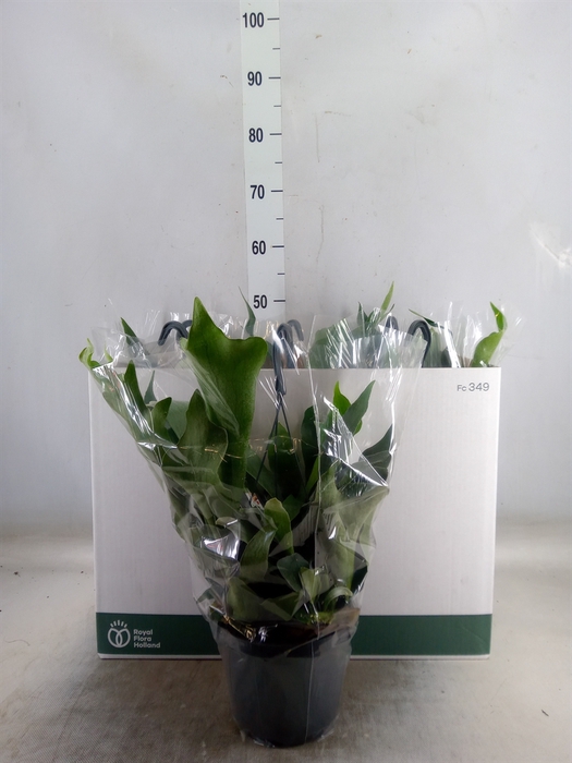 <h4>Platycerium bifurc. 'Netherlands'</h4>