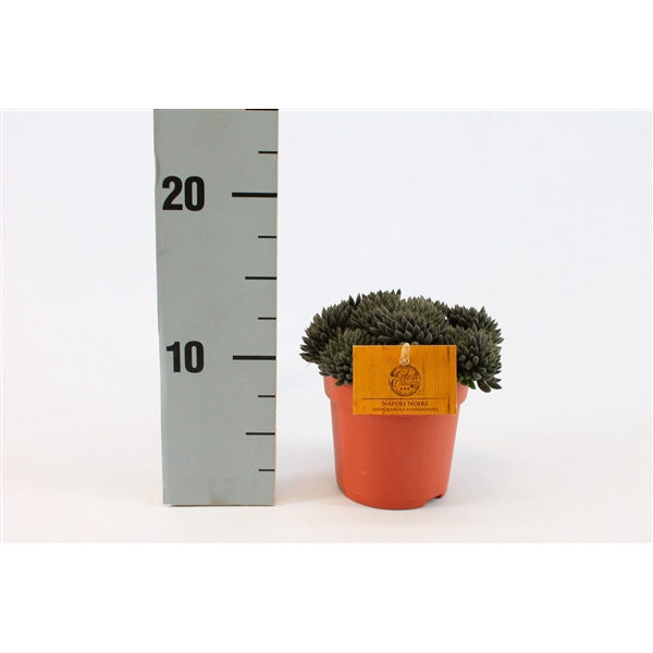 <h4>Sinocrassula Yunnanensis 10,5cm</h4>