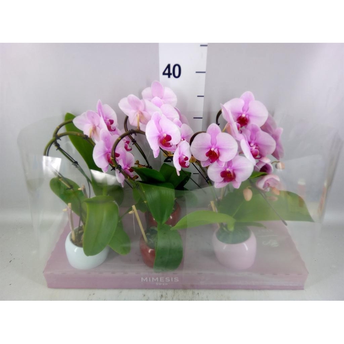 <h4>Phalaenopsis   ...rose</h4>