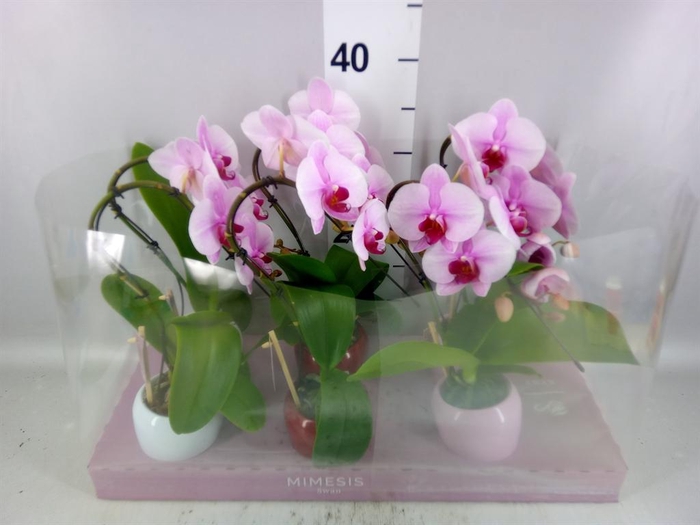 <h4>Phalaenopsis   ...rose</h4>
