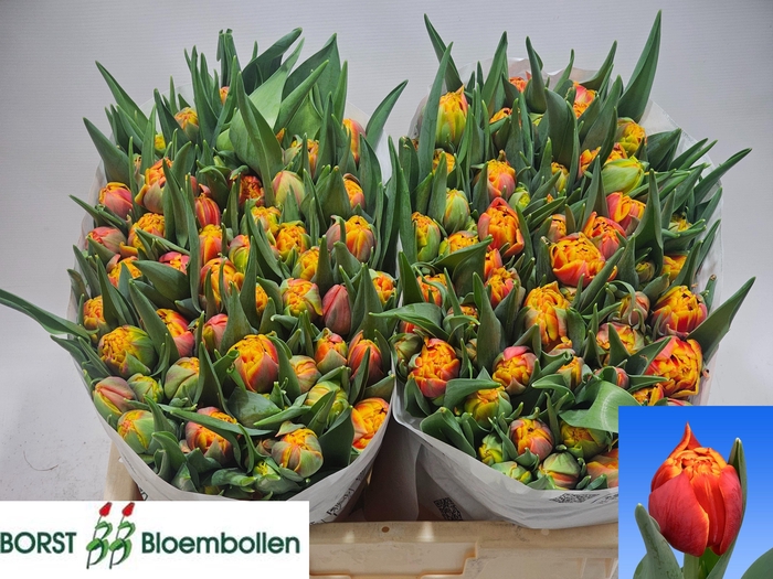 <h4>TU DU THUNDERBALL</h4>