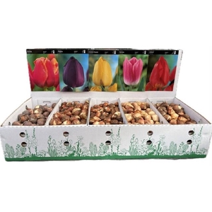 BLOEMBOL TULIPA