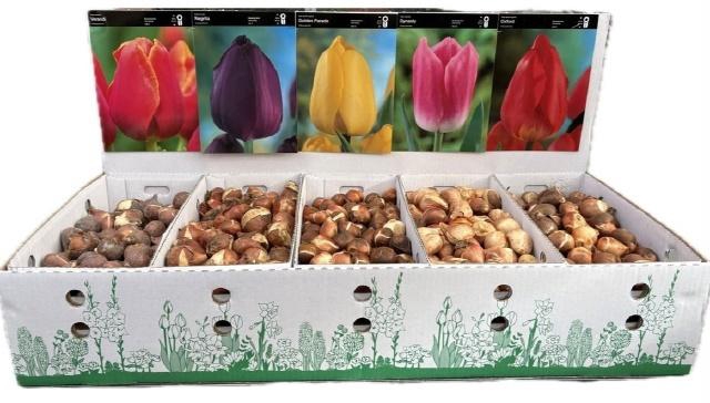 <h4>BLOEMBOL TULIPA</h4>