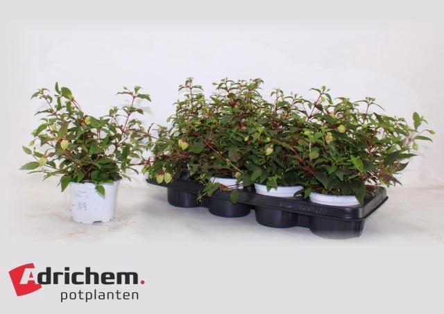 <h4>FUCHSIA B F GEORGIA</h4>