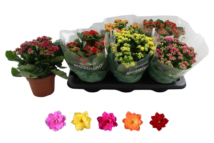 <h4>KAL GE RO GEM 5 KL</h4>