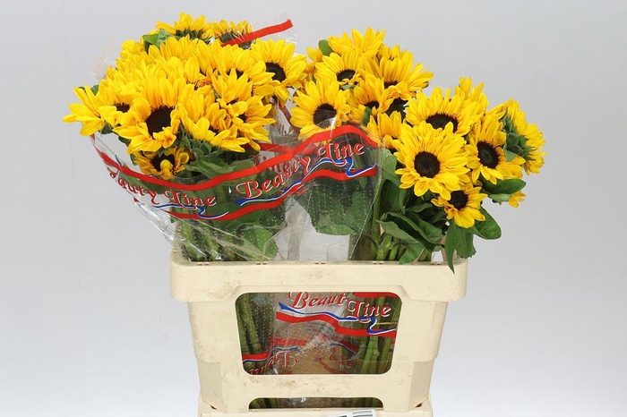 <h4>Heli Sunova</h4>