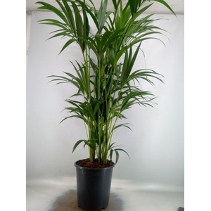Howea forsteriana