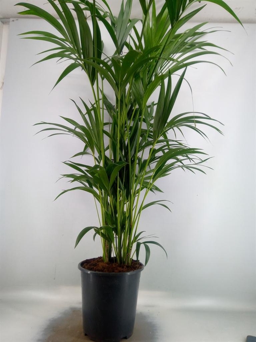 <h4>Howea forsteriana</h4>
