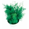 ASPARGO ALFINETE C25