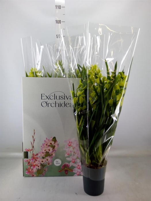 <h4>Cymbidium   ...</h4>