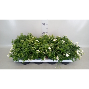 Solanum jasminoides