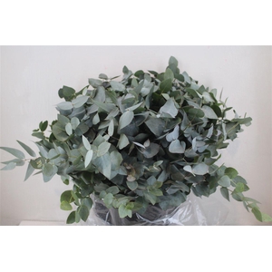 Euca Cinerea Short 300gr P Bunch
