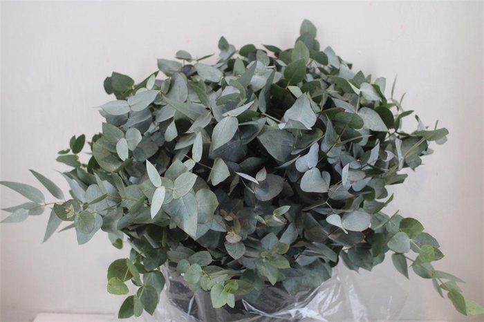 <h4>Euca Cinerea Short 300gr P Bunch</h4>