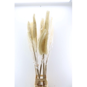 Deco Luffa Gigante 3pc/bag Bleached Pst