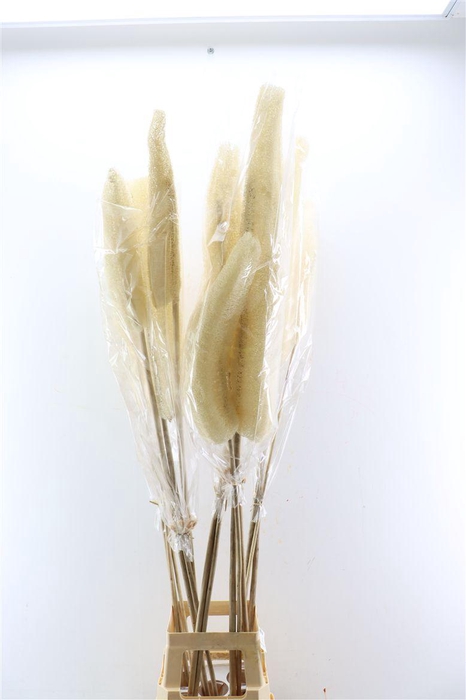 <h4>Deco Luffa Gigante 3pc/bag Bleached Pst</h4>
