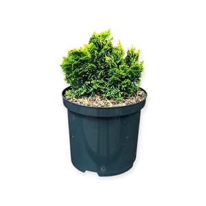 Chamaecyparis o. 'Aurora'