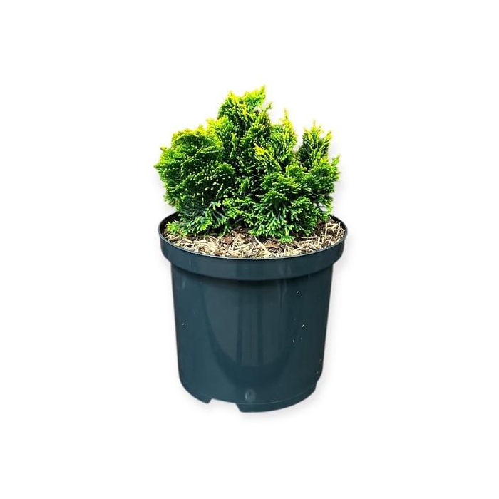 <h4>Chamaecyparis o. 'Aurora'</h4>