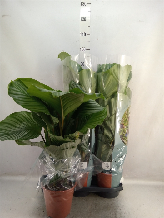 <h4>Calathea orbifolia</h4>