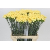 Dianthus St Reina Oro