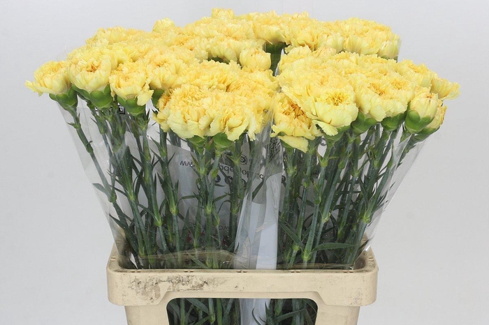 <h4>Dianthus St Reina Oro</h4>