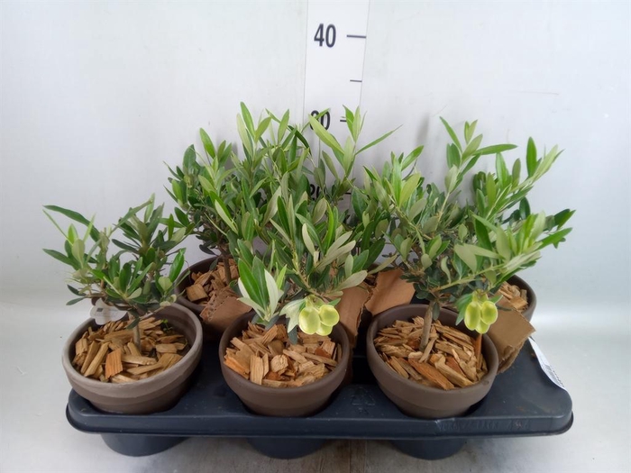 <h4>Arr. Tuinplanten L%</h4>