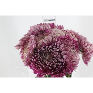 ANASTASIA COUTURE 080 CM