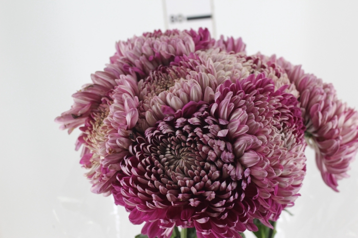 ANASTASIA COUTURE 080 CM